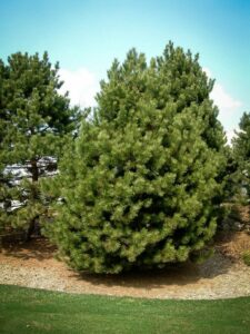 Сосна Чёрная (Pinus Nigra) купить по цене от 270.00р. в интернет-магазине «Посадика» с доставкой почтой в в Ижевске и по всей России – [изображение №1].