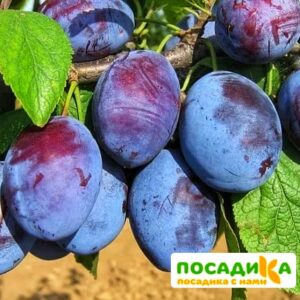 Слива Чачакская ранняя купить по цене от 229.00р. в интернет-магазине «Посадика» с доставкой почтой в в Ижевске и по всей России – [изображение №1].