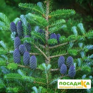 Пихта корейская (Abies koreana) купить по цене от 450.00р. в интернет-магазине «Посадика» с доставкой почтой в в Ижевске и по всей России – [изображение №1].