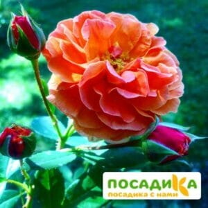 Роза Арабия купить по цене от 350.00р. в интернет-магазине «Посадика» с доставкой почтой в в Ижевске и по всей России – [изображение №1].