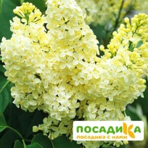 Сирень Примроуз (Primrose) купить по цене от 529.00р. в интернет-магазине «Посадика» с доставкой почтой в в Ижевске и по всей России – [изображение №1].