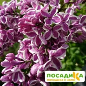 Сирень Сенсация купить по цене от 529.00р. в интернет-магазине «Посадика» с доставкой почтой в в Ижевске и по всей России – [изображение №1].