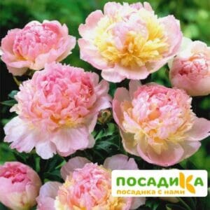 Пион Распберри Сандей (Paeonia Raspberry Sundae) купить по цене от 959р. в интернет-магазине «Посадика» с доставкой почтой в в Ижевске и по всей России – [изображение №1].