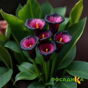 Калла Аура Лейс купить по цене от 400р. в интернет-магазине «Посадика» с доставкой почтой в в Ижевске и по всей России – [изображение №1].