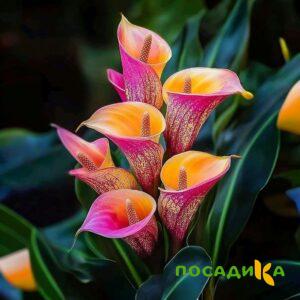 Калла Оникс купить по цене от 450р. в интернет-магазине «Посадика» с доставкой почтой в в Ижевске и по всей России – [изображение №1].
