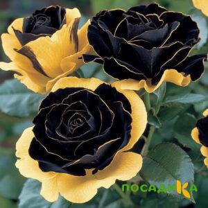 Роза Ханни Сикл купить по цене от 700р. в интернет-магазине «Посадика» с доставкой почтой в в Ижевске и по всей России – [изображение №1].