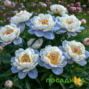 Пион акварельный Этюд купить по цене от 806р. в интернет-магазине «Посадика» с доставкой почтой в в Ижевске и по всей России – [изображение №1].