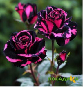 Роза Багровый Шепот купить по цене от 366р. в интернет-магазине «Посадика» с доставкой почтой в в Ижевске и по всей России – [изображение №1].