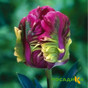 Тюльпан Экзотик Хэвен купить по цене от 186р. в интернет-магазине «Посадика» с доставкой почтой в в Ижевске и по всей России – [изображение №1].