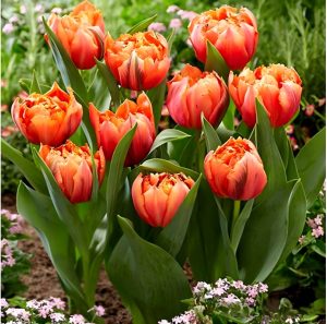 Тюльпан Гудошник Дабл купить по цене от 185р. в интернет-магазине «Посадика» с доставкой почтой в в Ижевске и по всей России – [изображение №1].