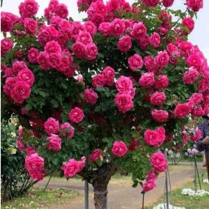 Роза Версаля купить по цене от 232р. в интернет-магазине «Посадика» с доставкой почтой в в Ижевске и по всей России – [изображение №1].