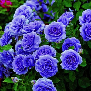 Роза Блю Мун купить по цене от 450р. в интернет-магазине «Посадика» с доставкой почтой в в Ижевске и по всей России – [изображение №1].