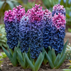 Гиацинт Блю Спринг купить по цене от 2099р. в интернет-магазине «Посадика» с доставкой почтой в в Ижевске и по всей России – [изображение №1].