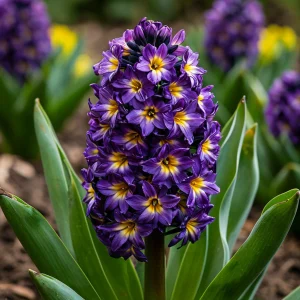 Гиацинт Вельвет Колор купить по цене от 2099р. в интернет-магазине «Посадика» с доставкой почтой в в Ижевске и по всей России – [изображение №1].