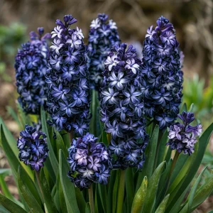 Гиацинт Блум Клауд купить по цене от 2099р. в интернет-магазине «Посадика» с доставкой почтой в в Ижевске и по всей России – [изображение №1].