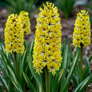 Гиацинт Сансет Голд купить по цене от 2099р. в интернет-магазине «Посадика» с доставкой почтой в в Ижевске и по всей России – [изображение №1].