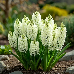 Гиацинт Дрим Трейл купить по цене от 2099р. в интернет-магазине «Посадика» с доставкой почтой в в Ижевске и по всей России – [изображение №1].