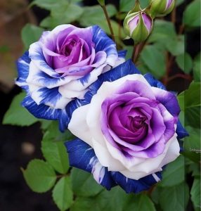 Роза Айвори Каскад купить по цене от 420р. в интернет-магазине «Посадика» с доставкой почтой в в Ижевске и по всей России – [изображение №1].